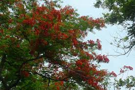 We are tree lovers of bgc, a group of very enthusiastic families and business owners who have made bgc our home. Goodbye Summer Hello Fire Trees Slouching Somewhere