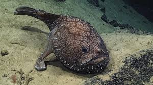 Image result for Sladeniaceae