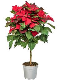 Image result for Euphorbia pulcherrima