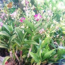 Jual Koleksi Tanaman Bunga Anggrek Siap Kirim Agro Bibit Menyediakan Bibit Bunga Cantik Dan Bergaransi Pesan Sekarang Juga Bent Tanaman Bunga Cantik Anggrek