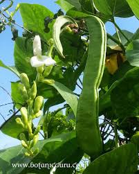 Image result for Canavalia gladiata