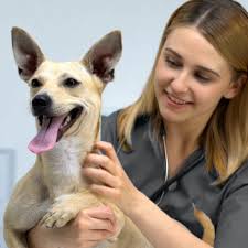 Maybe you would like to learn more about one of these? Petvet Convenient And Affordable Preventive Veterinary Care