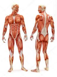 Human Anatomy Charts Free Human Anatomy Charts Free