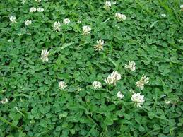 For a fast acting organic solution use. Micro Clover A New Groundcover To Discover Laidback Gardener