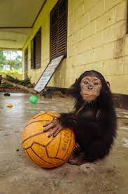 Maybe you would like to learn more about one of these? Chimp Who Lost Her Family Adopts A Ball As Her Security Blanket Chimp Baby Chimpanzee Baby Chimp
