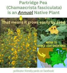 Image result for Chamaecrista parva