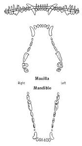 Canine Dental Tooth Chart Bedowntowndaytona Com