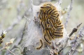 These caterpillars were abundant on shrubs and trees in this creosote bush scrub, mojave desert habitat today. Nine Tussock Moth Caterpillars To Watch Out For
