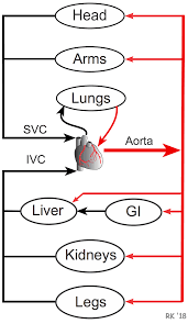 Cv Physiology Series And Parallel Vascular Networks