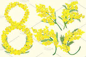 Yellow Acacia Blossom Branch Flower Flower Branch Carnation Flower Flowers