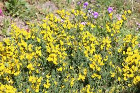 Image result for Heterotis decumbens