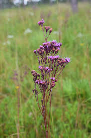 Image result for Diaphananthe odoratissima