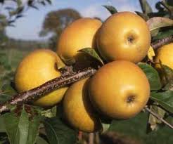 Paw paw trees and guava trees are native fruits to the u.s. Buy Herefordshire Russet Apple Trees Online Crj Fruit Trees Nursery Uk