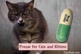 Check spelling or type a new query. Prozac For Cats And Kittens What Are The Side Effects Of Prozac Catsfud