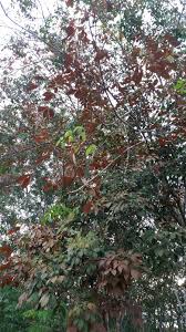 Check spelling or type a new query. Warisan Petani Tanaman Getah Musim Luruh Di Malaysia