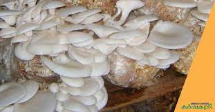 Mushroom cultivation is one of the best money earning source from home for house wife and farmers. Here Is How You Could Cultivate Mushrooms In Bed During The Monsoon Season