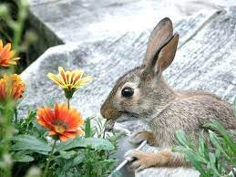 Wondering if your bunny can eat vegetables and fruits such as apples, grapes, strawberries, bananas, celery, tomatoes, etc.? How To Stop Rabbits From Eating Your Plants Whitehall Garden Centre