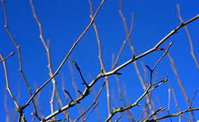Check spelling or type a new query. Fruit Tree Care Spraying Dormant Oil Stark Bro S