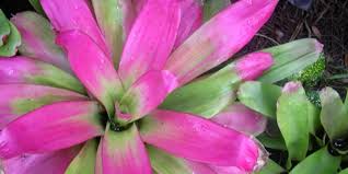 Harry's famous flowers, orlando, orange county, florida, united states — location on the map, phone, opening hours, reviews. Leu Gardens