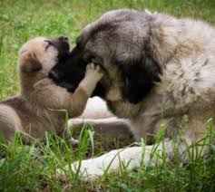Check spelling or type a new query. The Truth About Scruff Shaking Dogs For Discipline Dog Discoveries
