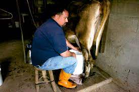 How To Milk A Cow By Hand Hello Homestead