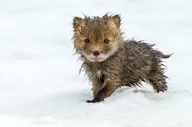 27 Baby Foxes That Are Too Cute To Be True Bored Panda