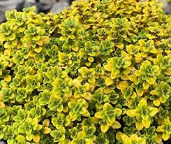 Its thin woody stems sport fragrant pale lavender flowers that bloom through summer attracting butterflies. Thyme Pulegioides Cirodorus Archers Gold Aromatic Herb Plant Popular With Bees Butterflies 9cm Pot Amazon Co Uk Garden Outdoors
