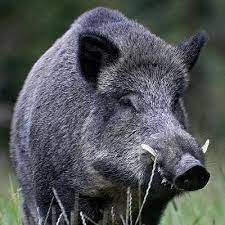 Image Result For Wild Boar Nz Wild Boar Boar Hunting Wild Hog