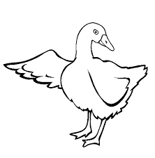 Image nature nature photos duck decoys canada goose canada 150 game birds bird drawings character modeling watercolor artists Coloring Page Printable Goose Creative Art