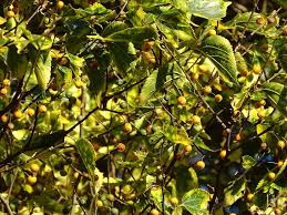 Image result for Celtis africana