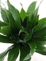 5ft tall.the dracaena compacta are striking evergreen trees orignating in south east asia and grown in the uk as a houseplant. Caring For Dracaena Compacta Dracaena Plant Plants Dracena Plant