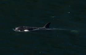 Lake Michigan Whale Migration Station