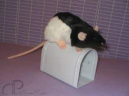 Black Hooded Rat Plushie Stuffed Animal Morumoto Hooded Rat Plushies Rats