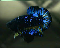 Ohmpk Blue Black Star Galaxy Ikan Cupang Hewan Ikan