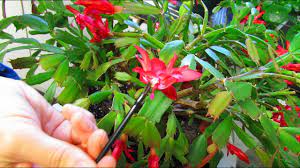 Getting your holiday cacti to bloom. How To Pollinate Christmas Cactus Flowers To Get Fruit For Seed Desert Plants Of Avalon