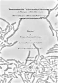 Image result for Putterlickia verrucosa