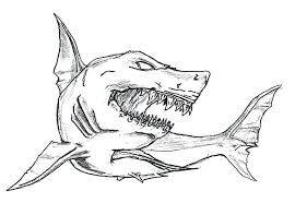 Great white shark drawing pencil drawing tutorials. Shark Drawings Ideas Visual Arts Ideas