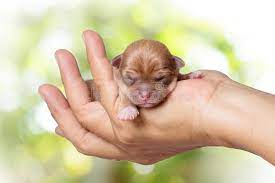 It's all too common for people to take chihuahua puppies into their home based on their cute looks alone, without fully realizing just how much work goes into caring for them. 530 Newborn Chihuahua Puppy Photos Free Royalty Free Stock Photos From Dreamstime