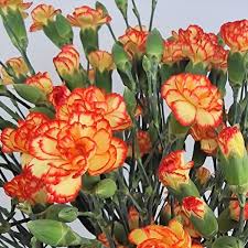 Blumenstrauß Spraynelken | Blumenversand Edelweiß