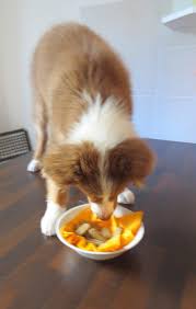 Biscuits A L Emmenthal Pour Votre Toutou Je Cuisine Donc Je Suis En 2020 Alimentation Chien Biscuits Pour Chiens Toutous