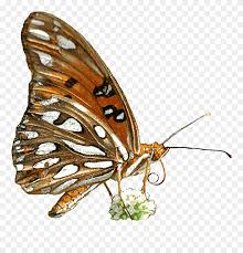 On this page you will find beautiful butterfly gif animations. Clipart Butterfly Butterfly Clipart Images Black And Butterfly Gif Png Animation Transparent Png 5268478 Pinclipart