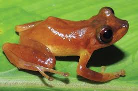 Image result for Pristimantis nankints