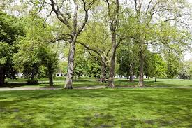 C'è una relazione tra il taglio di alberi e la diffusione del 5g? Piantare Un Nuovo Albero Per Ogni Abitante Il Progetto Green Della Regione Ravenna24ore It