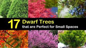 Check out our miniature tree pot selection for the very best in unique or custom, handmade pieces from our shops. 17 Dwarf Trees That Are Perfect For Small Spaces