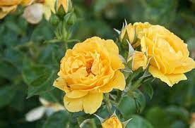 Wolle, june rose bush was born on february 13, 1941 in new york city. August Origin Of Roses In New Mexico Rosa Species Santa Fe Botanical Garden