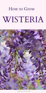 Wisteria How To Grow This Deliciously Fragrant And Gorgeous Flowering Vine Natalie Linda Wisteria How To Grow Wisteria Plant Flowering Vines