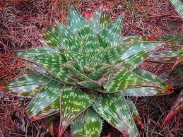 Image result for Aloe mkushiana