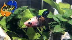 Don T Buy A Betta Fish Without Watching This First 10 Things You Should Know About Betta Fish Youtube Betta Fish Betta