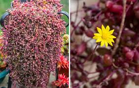 Image result for Rotala capensis