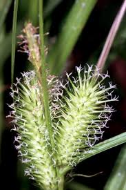 Image result for Seddera suffruticosa